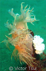 A nudi either laying eggs or eating a tube anemone. by Victor Tsui 